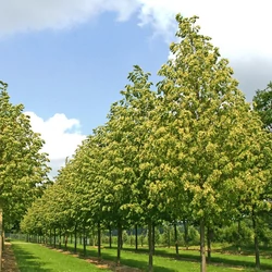 Tilia cordata 'Greenspire'