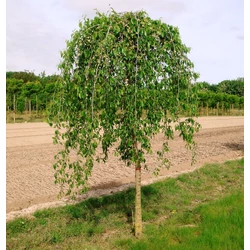 Ulmus 'Mauro'