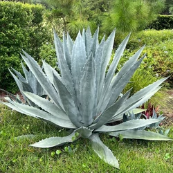 Agave americana