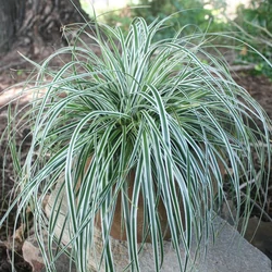 Carex oshimensis 'Everest'