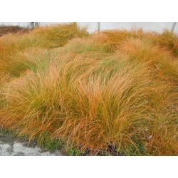 Carex testacea