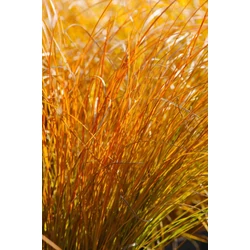 Carex testacea 'Prairie Fire'