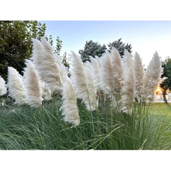 Cortaderia selloana 'White Feather'