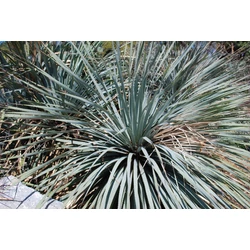 Dasylirion glaucophyllum