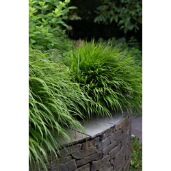 Hakonechloa macra
