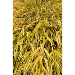 Hakonechloa macra 'All Gold'