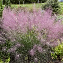 Muhlenbergia reverchonii 'Undaunted'