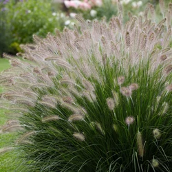 Pennisetum alopecuroides