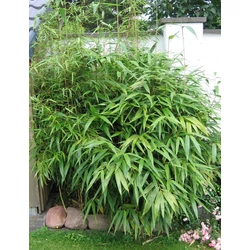 Phyllostachys metake