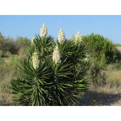 Yucca aloifolia