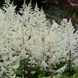 Astilbe arendsii 'Rock and Roll'