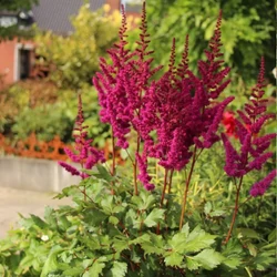 Astilbe chinensis 'Vision in Red'