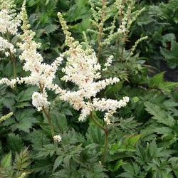 Astilbe chinensis 'Vision in White'