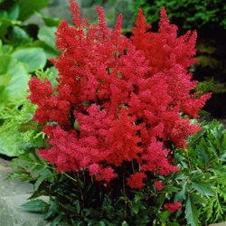 Astilbe japonica 'Montgomery'