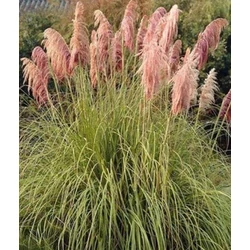 Cortaderia selloana 'Red Mistral'