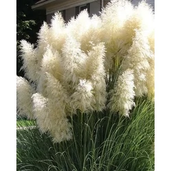 Cortaderia selloana 'White Mistral'