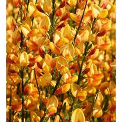Zanót narancssárga/citromsárga - Cytisus 'Apricot Gem' 30/40cm K14cm