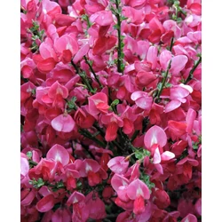Cytisus 'Hollandia'
