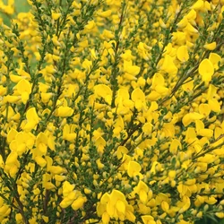 Cytisus 'Vanesse'