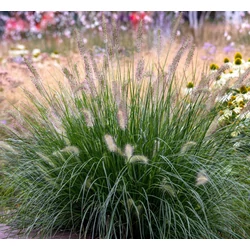 Pennisetum mix