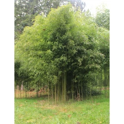 Phyllostachys