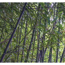 Phyllostachys nigra