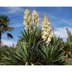 Yucca recurvifolia