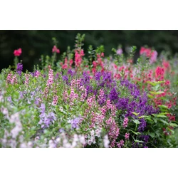 Angelonia angustifolia