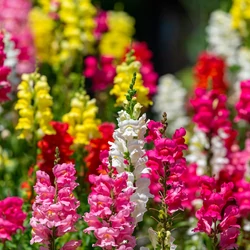 Antirrhinum majus