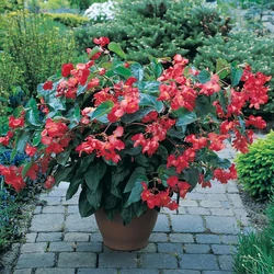 Begonia 'Dragon Wing'