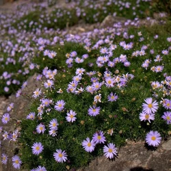 Brachyscome multifida