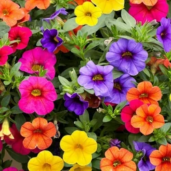 Calibrachoa mix
