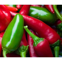 Capsicum annuum 'Jalapeno'