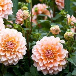 Dahlia