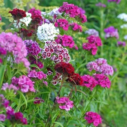 Dianthus barbatus