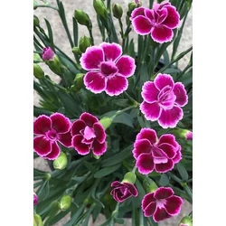 Szegfű kínai - Dianthus caryophyllus 10/20cm K12cm