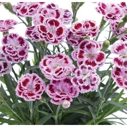 Kínai szegfű mix - Dianthus sp. 10/20cm K9x9cm