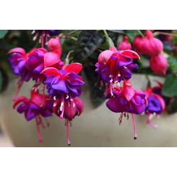 Fuchsia a