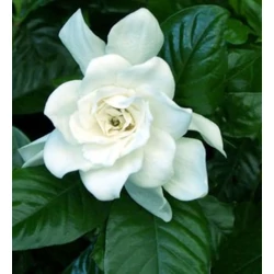 Gardenia jasminoides