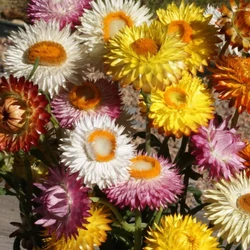 Helichrysum bracteatum (Xerochrysum bracteatum)