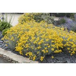 Helichrysum italicum