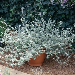 Helichrysum petiolare