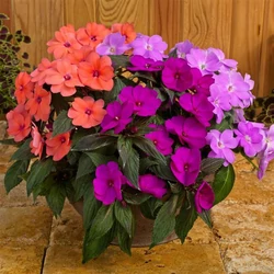 Impatiens 'Sunpatiens'