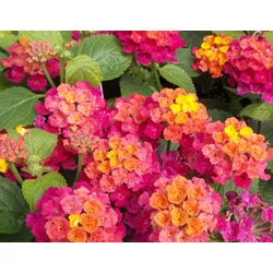 Lantana camara