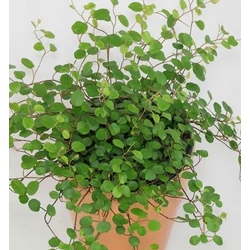 Keserűporclián kúszó - Muehlenbeckia complexa 20/30cm K12cm