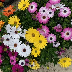 Osteospermum ecklonis