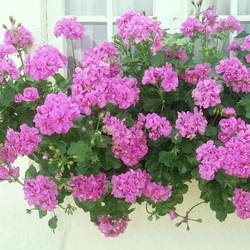Pelargonium peltatum
