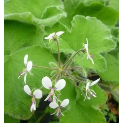 Pelargonium tomentosum