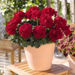 Pelargonium zonale