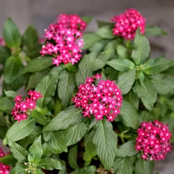 Pentas lanceolata